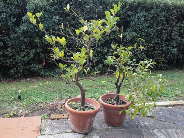 Two lemon trees