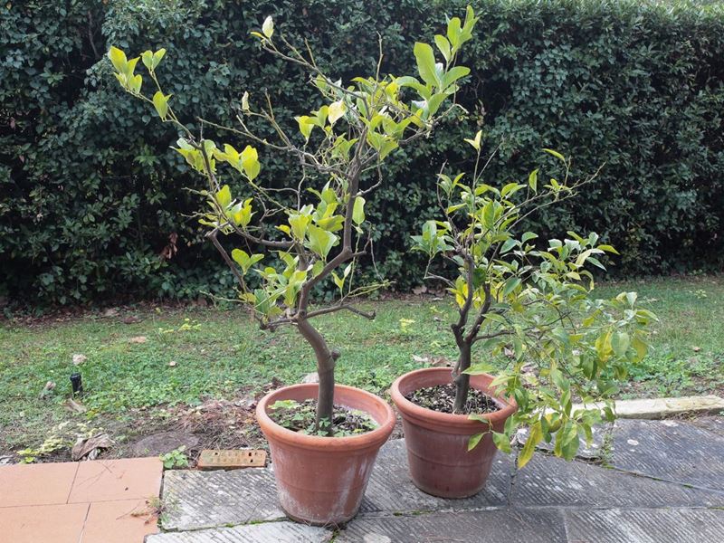Due Piante di Limone