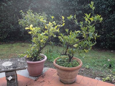 Due Piante di Limone
