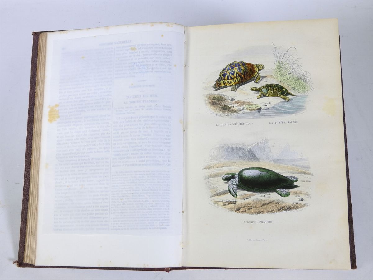 Etienne De Lacépède - Histoire Naturelle