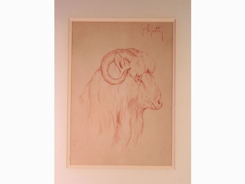 Guido Righetti - Studi di Animali
