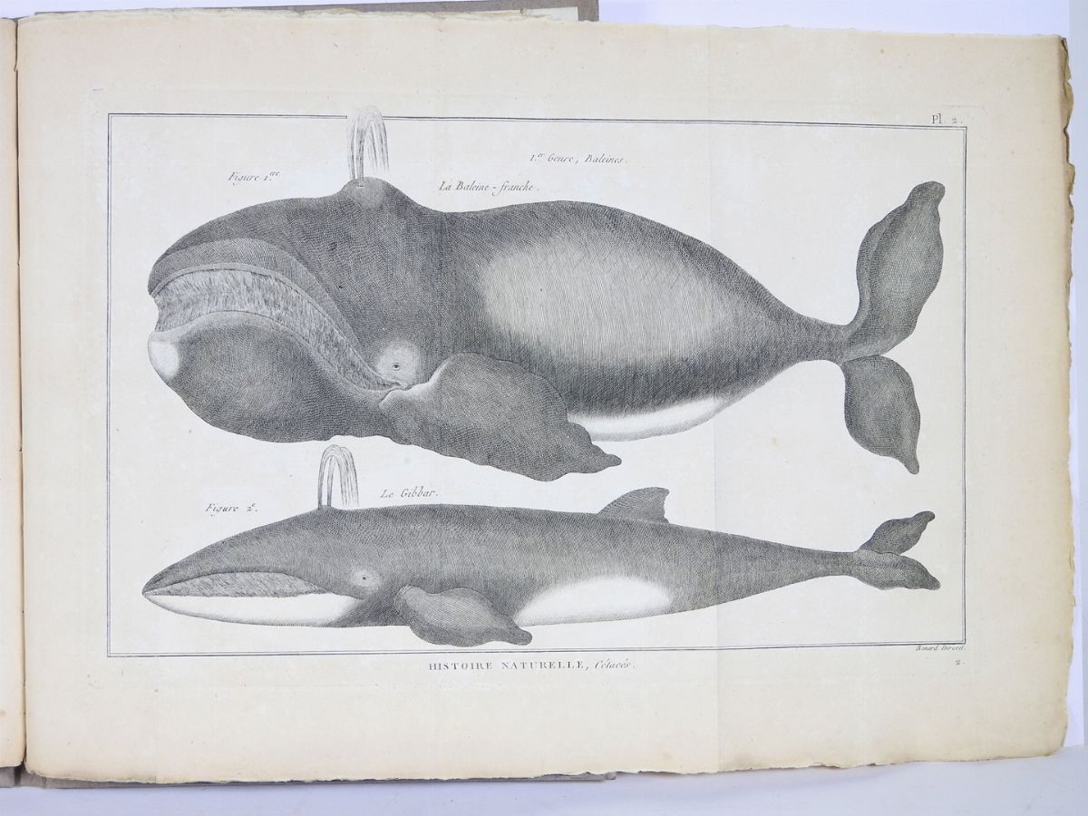 Pierre Joseph Bonnaterre - Tableau Encyclopédique Et Méthodique Des Trois Règnes De la Nature
