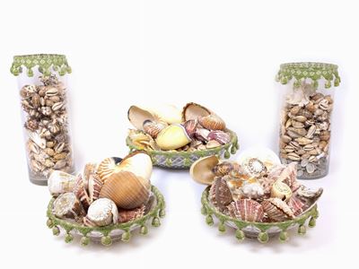 Collezione di Conchiglie