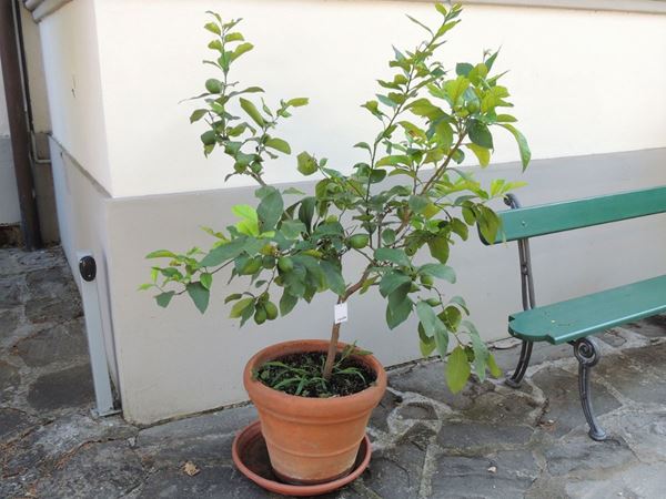 A lemon plant