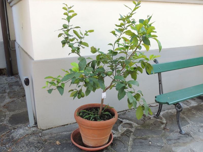 Pianta di Limone