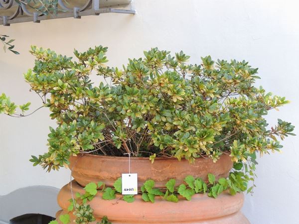An azalea plant