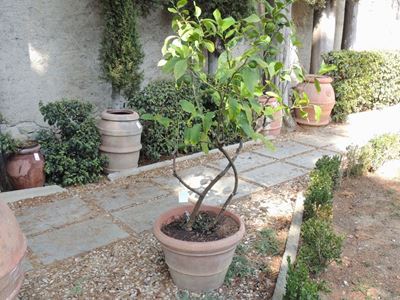 Pianta di Limone
