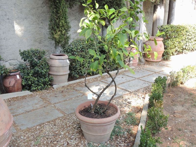 Pianta di Limone