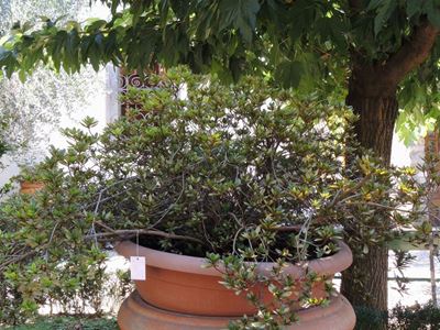 Pianta di Azalea
