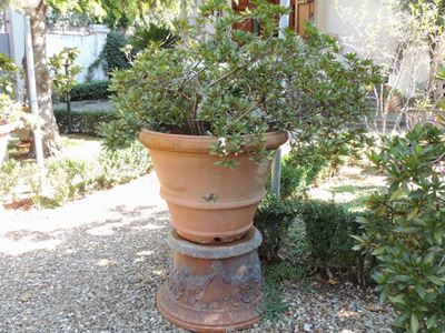 Grande Vaso D'epoca in Terra di Galestro con Azalea
