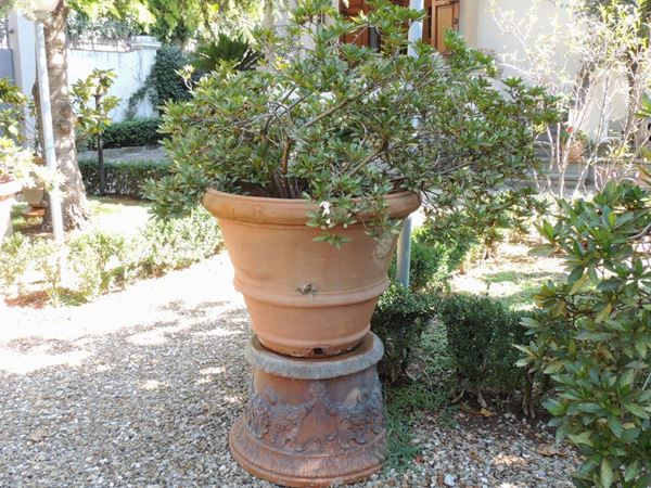 A large ancient galestro terracotta jar with azalea plant
