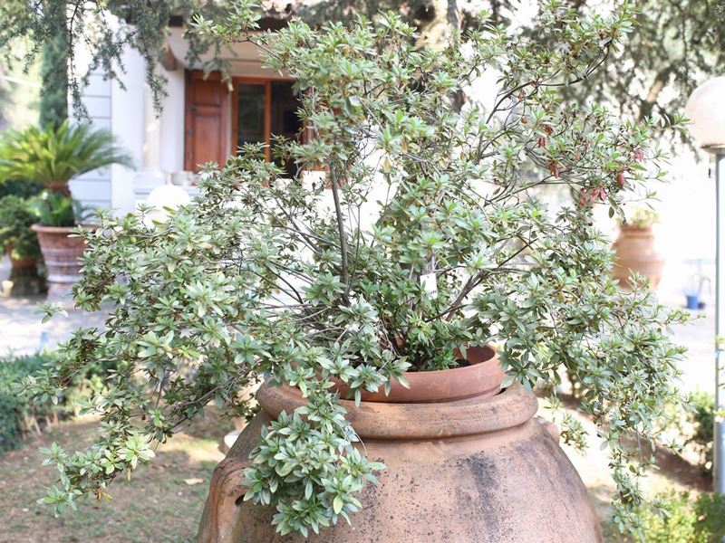 Pianta di Azalea