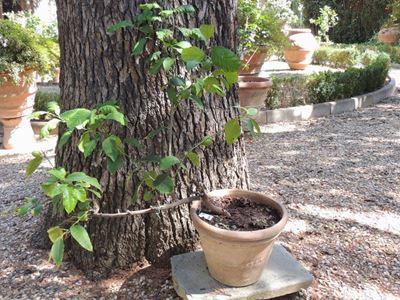 Pianta di Limone