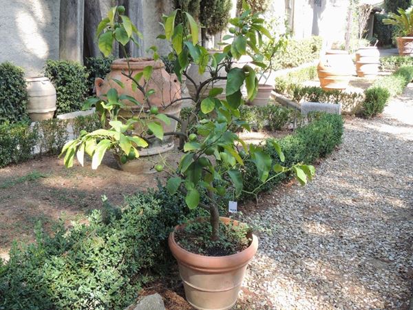 Pianta di limone  - Asta House Sale: Il Parco - Maison Bibelot - Casa d'Aste Firenze - Milano