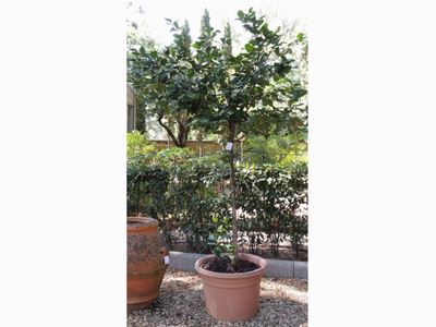 Pianta di Camelia Ad Alberello