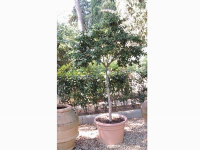 Pianta di Camelia Ad Alberello