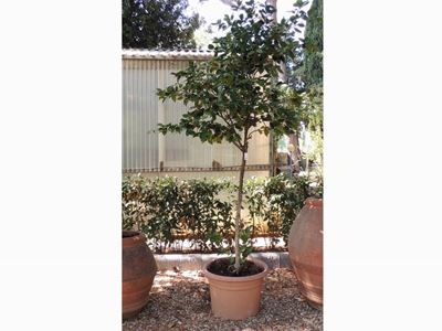 Pianta di Camelia Ad Alberello