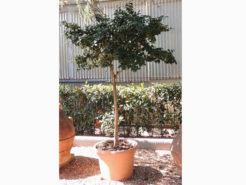 Pianta di Camelia Ad Alberello