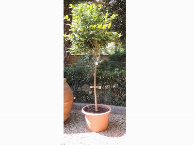 Pianta di Camelia Ad Alberello