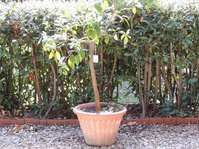 Pianta di Limone Ad Alberello