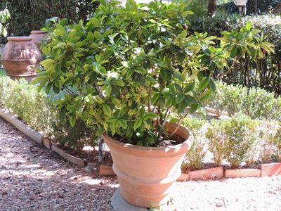Grande Pianta di Gardenia