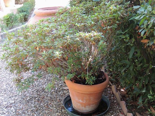 An azalea plant
