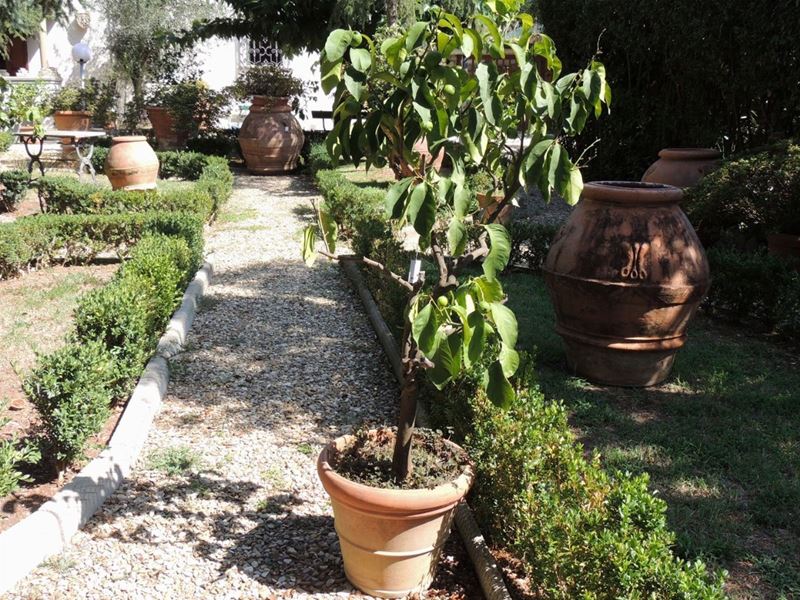 Pianta di Limone Ad Alberello