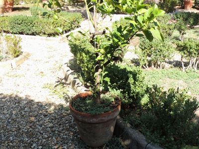Pianta di Limone Ad Alberello