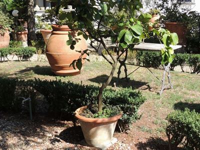 Pianta di Limone Ad Alberello