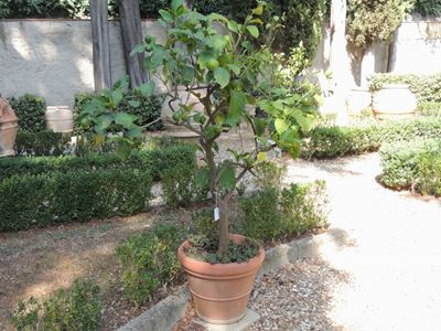 Pianta di Limone Ad Alberello