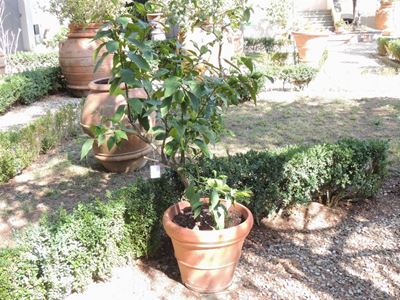 Pianta di Limone