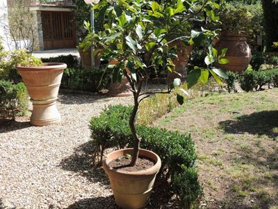 Pianta di Limone Ad Alberello