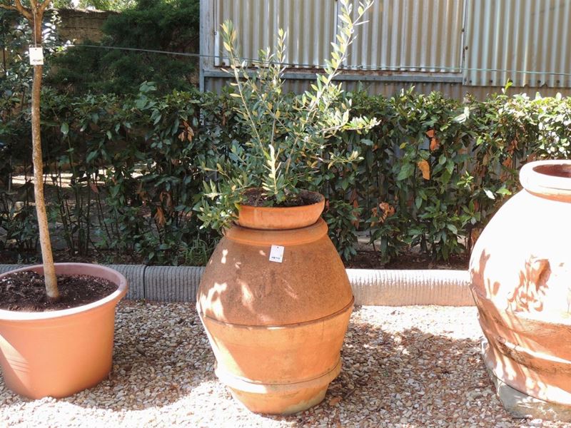 Orcio D'epoca in Terra di Galestro