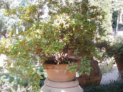 Pianta di Azalea