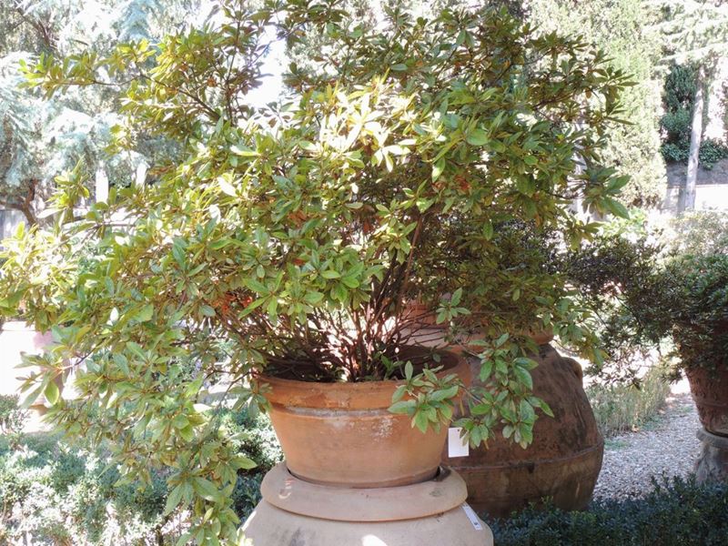 Pianta di Azalea