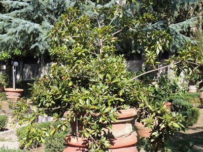 Pianta di Azalea