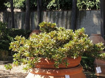 Pianta di Azalea