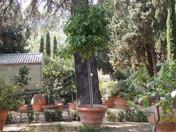 An ancient galestro terracotta jar  - Auction House Sale: The Park - Maison Bibelot - Casa d'Aste Firenze - Milano