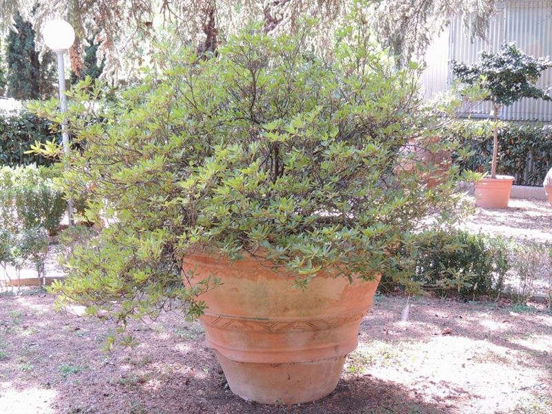 Grande Conca D'epoca in Terra di Galestro