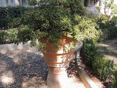 Conca D'epoca in Terra di Galestro Contenente Grande Azalea