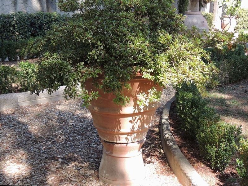 Conca D'epoca in Terra di Galestro Contenente Grande Azalea