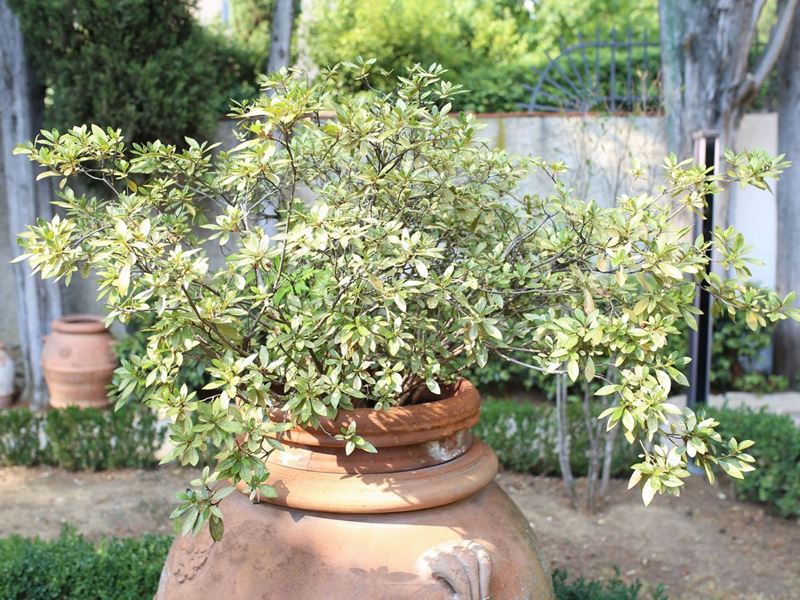 Pianta di Azalea