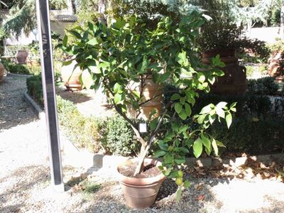 Pianta di Limone Ad Alberello