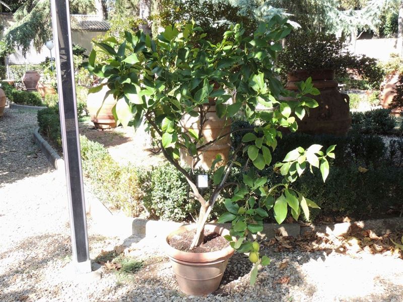 Pianta di Limone Ad Alberello