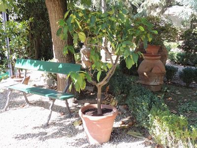Pianta di Limone Ad Alberello