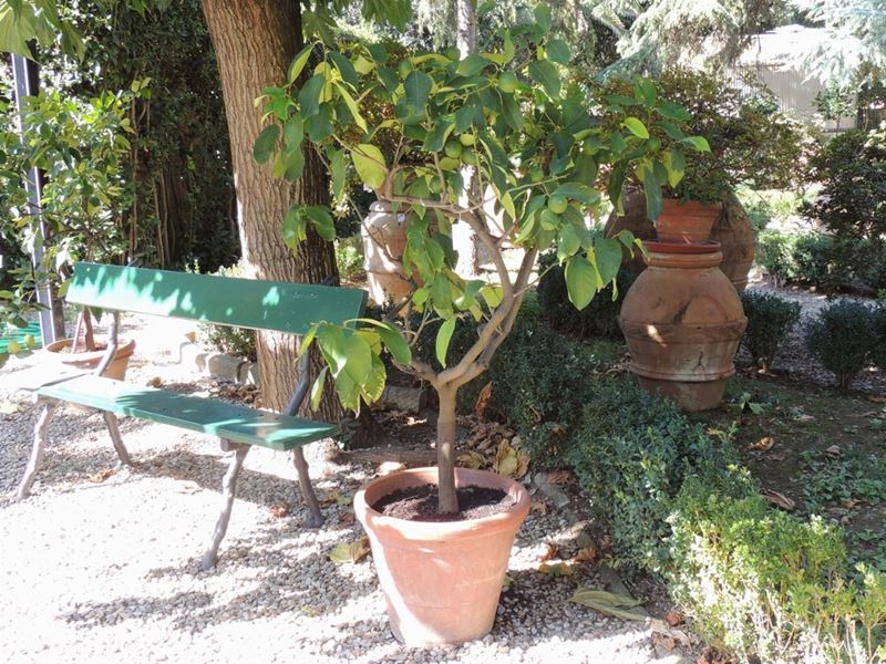 Pianta di Limone Ad Alberello