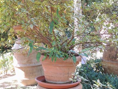 Pianta di Azalea