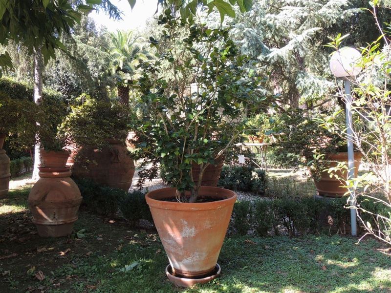 Pianta di Camelia