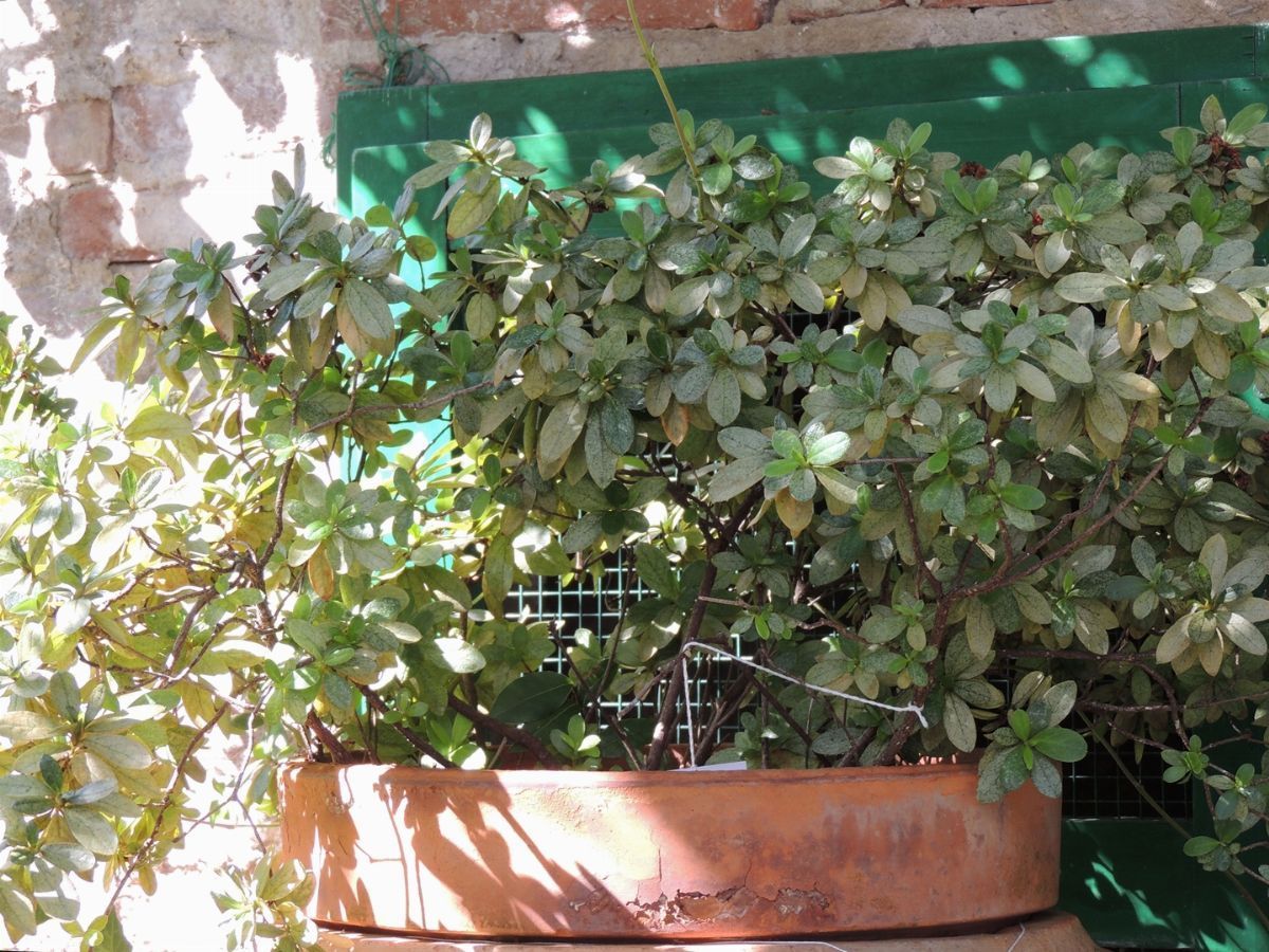 Tre Piante di Azalee