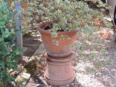 Pianta D'azalea